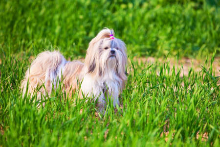 Shih tzu dog on grass の写真素材