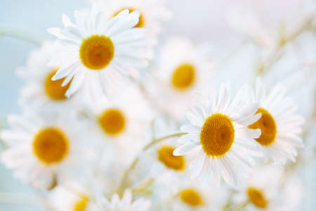 Camomile flowers  Bright white colors の写真素材