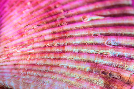 Seashells macro texture. Pink tint.の写真素材