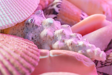 Seashells still life.の写真素材