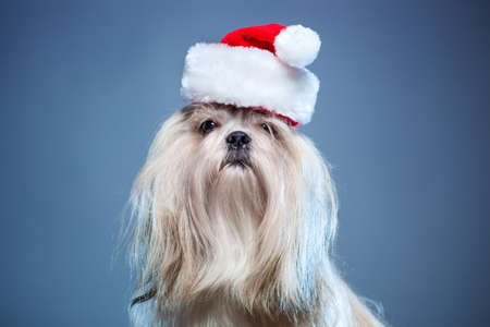 Shih tzu dog in santa hat on blue background.の写真素材