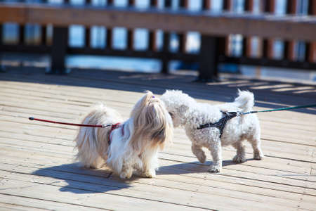Two small dogs meeting on city street.の写真素材