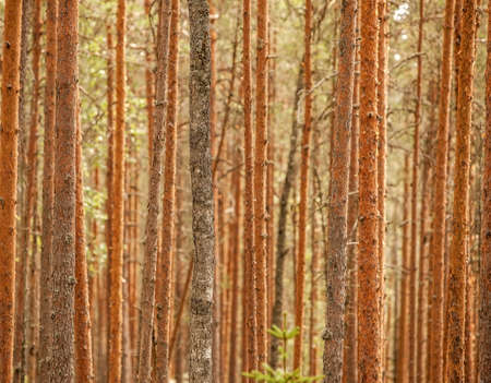 Pinewood forest. Trunks background.の写真素材