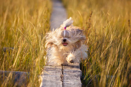 Shih-tzu dog running on wooden path at swamp with high grass. Yellow sunset light.の写真素材