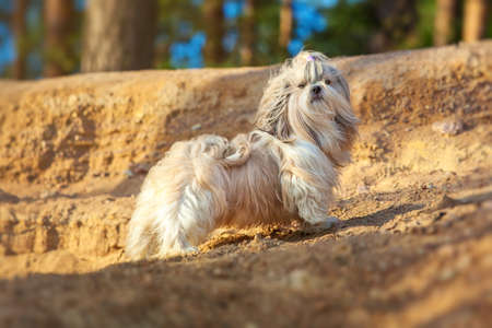 Shih-tzu dog standing proudly on sand.の写真素材