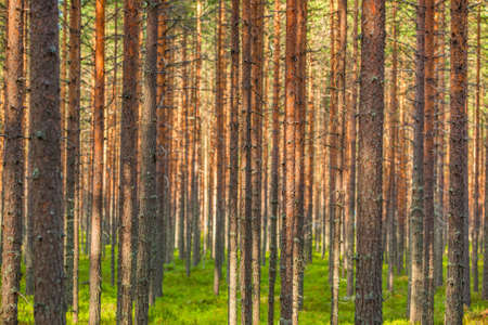 Pinewood forest. Trunks background.