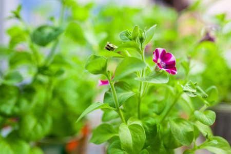 Growing seedlings of flowers in apartment.の写真素材