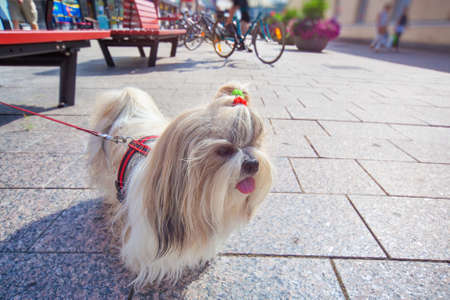 Shihtzu dog walking in europe city.