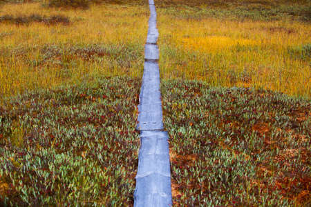 Mosses and lichens and wooden path on swamp in Finlandの写真素材