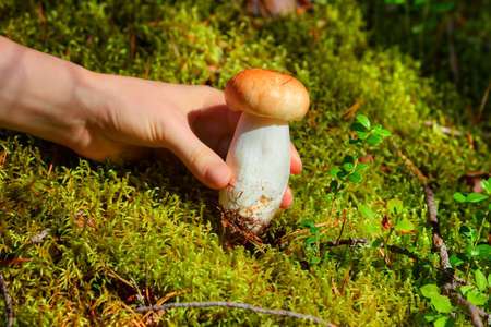 Young woman picking mushroom in grass in forest closeup view.の写真素材