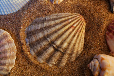 Seashells with red sand still life. Sunset colors.