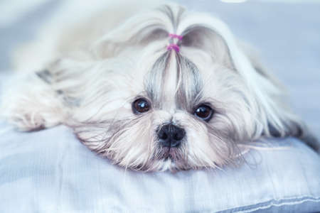 Shih tzu dog lying on bed. Bright white colors.の写真素材