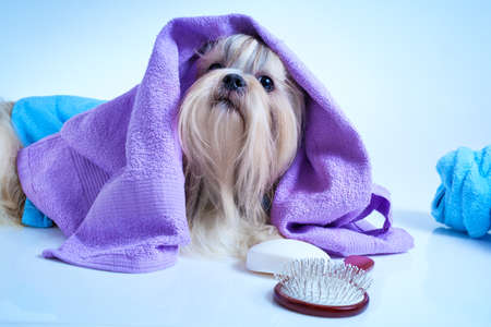 Shih tzu dog after washing. With bathrobe, towels and comb. Soft blue background tint.