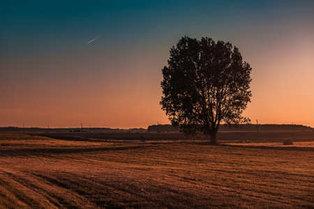 Tree silhouette on autumn field. Red sunset light.の写真素材