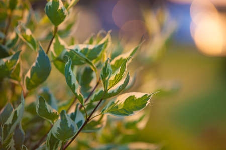 Abstract soft plant leaves background at sunset lightの写真素材