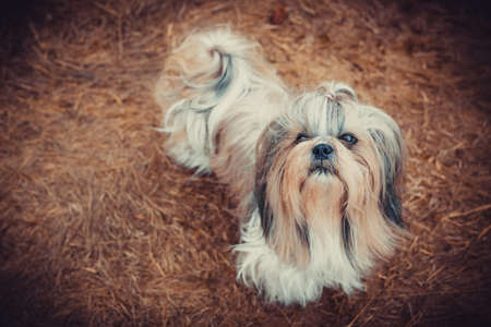 Shih tzu dog looking. Warm red colors tinting.の写真素材