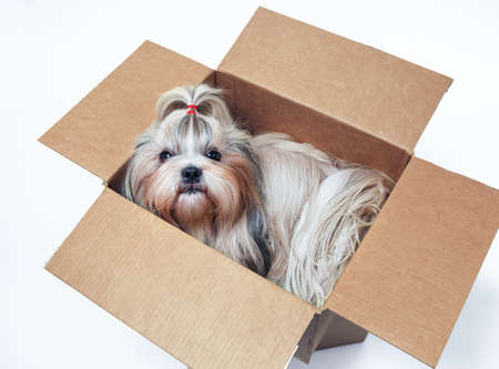 Shih tzu dog sitting in cardboard box. Postal gift concept. On white background.の写真素材