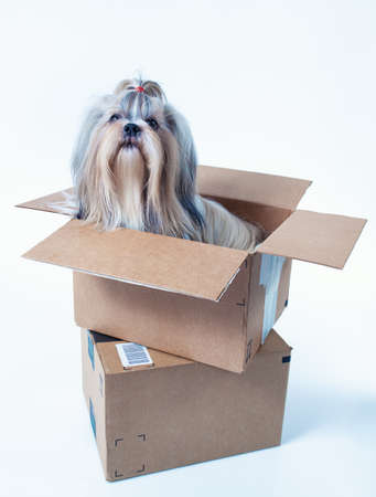 Shih tzu dog sitting in cardboard box. Postal gift concept. On white background.の写真素材
