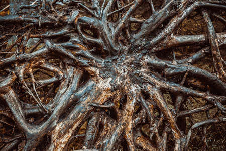 Old fallen tree roots on groundの写真素材