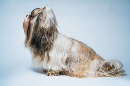 Shih tzu dog with long hair profile view. On bright white and blue background.の写真素材