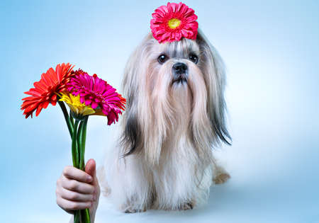 Shih-tzu dog with bouquet of flowers holiday concept. On blue and white background.の写真素材
