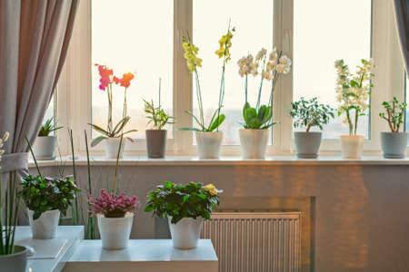Potted flowers and plants decor in modern room. Sunny warm light from window.の写真素材