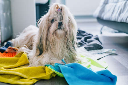 Shih tzu dog making mess at home and steal all rags and towelsの写真素材
