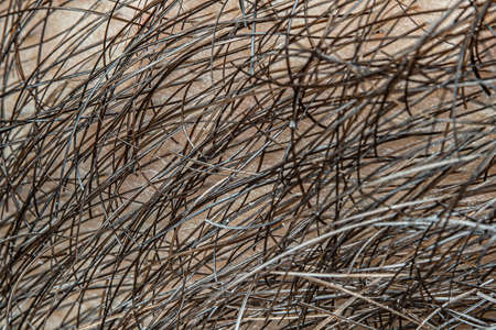 Human male skin with beard hair super close-up view. Magnification about 100 times.の写真素材