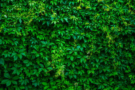 Vineyard on wall abstract plant green background