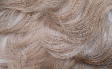 Shih tzu dog hair closeup view