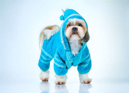 Shih tzu dog in blue knitted sweater. On bright white and blue background.の写真素材