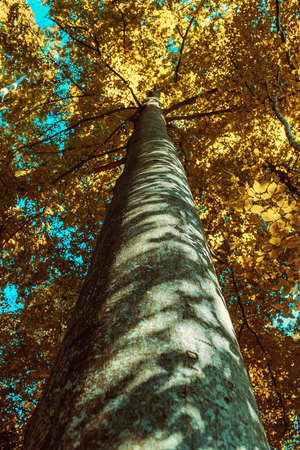 Big tree with tall and wide trunk at autumn seasonの写真素材