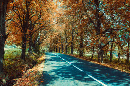 Autumn road with big treesの写真素材