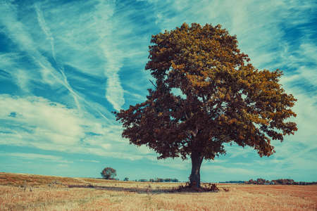 Big lonely tree on autumn field on blue sky backgroundの写真素材