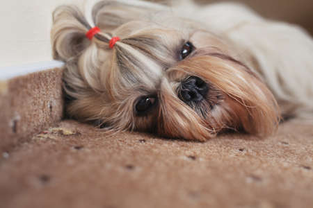 Shih tzu dog resting on carpet indoorsの写真素材