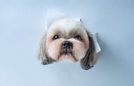 Cute shih tzu dog looking through hole in white paperの写真素材