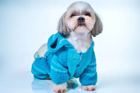Shih tzu dog in blue knitted sweater. On bright white and blue background.の写真素材