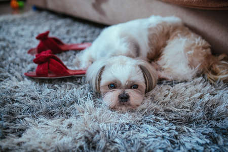 Shih tzu dog lying on carpet with owner slippers in home interiorの写真素材