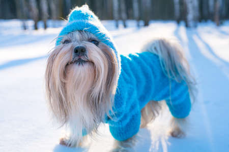 Shih tzu dog in blue knitted sweater winter outdoors portraitの写真素材
