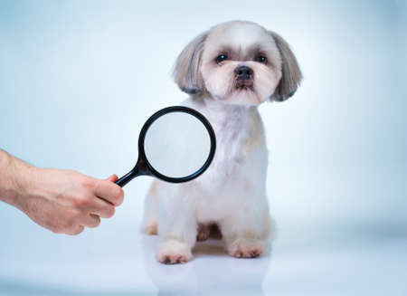 Shih tzu dog with magnifier. Searching concept. On bright white and blue background.の写真素材