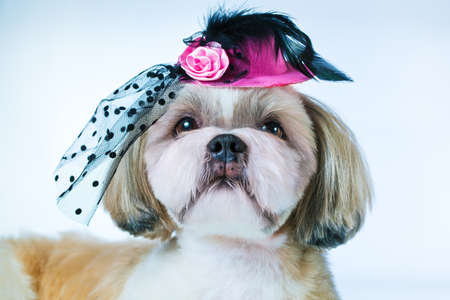 Shih tzu dog in pink hat on white backgroundの写真素材