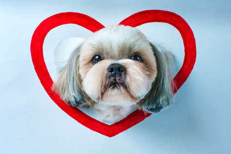 Cute shih tzu dog looking through hole in white paper with red heart symbolの写真素材