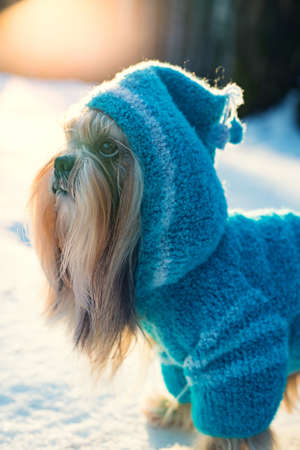 Shih tzu dog in blue knitted sweater with hood winter outdoors portraitの写真素材