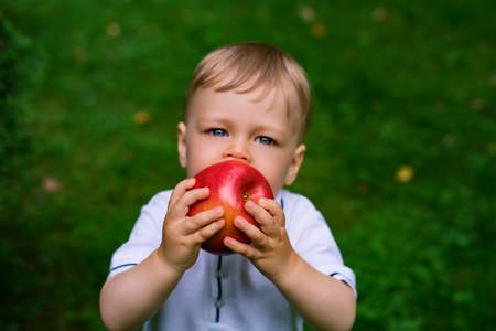 One year child eating big red apple outdoors. Focus on apple.