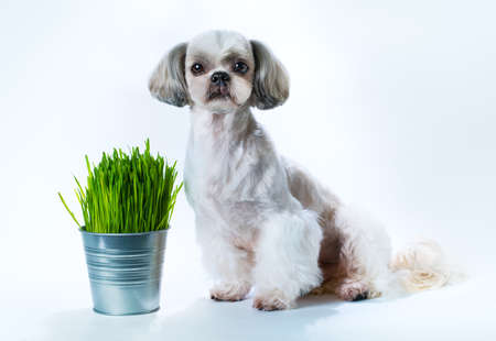 Shih tzu dog on white background and bucket with fresh growing grassの写真素材