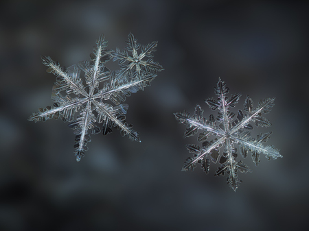 Three snowflakes glowing on smooth blur background. Macro photo of real snow crystals: large stellar dendrites with complex elegant shapes, perfect hexagonal symmetry, glossy relief surface, long ornate arms and beautiful inner patterns.の写真素材