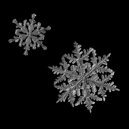 Two snowflakes isolated on black background. Macro photo of real snow crystals: large stellar dendrites with complex elegant shapes, perfect hexagonal symmetry, glossy relief surface, long ornate arms and beautiful inner patterns.の写真素材