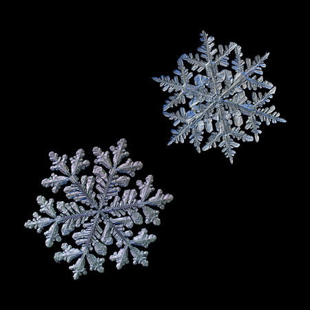 Two snowflakes isolated on black background. Macro photo of real snow crystals with fine hexagonal symmetry, glossy relief surface, complex elegant shapes and long, ornate arms with side branches.の写真素材