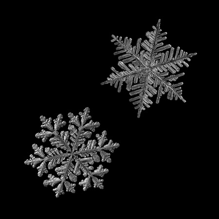 Two snowflakes isolated on black background. Macro photo of real snow crystals: large stellar dendrites with complex, ornate shapes, hexagonal symmetry, long elegant arms and glossy relief surface.の写真素材