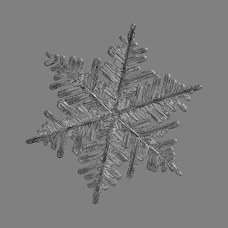 Snowflake isolated on uniform gray background. Macro photo of real snow crystal: big stellar dendrite with complex, ornate shape, hexagonal symmetry, long elegant arms and complex inner pattern.の写真素材